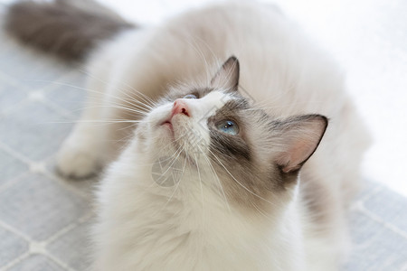 蓝眼睛暹罗猫蓝眼睛布偶猫背景