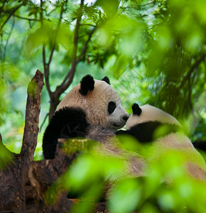 黑白可爱熊猫国宝大熊猫背景