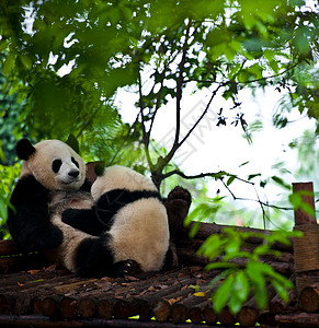 黑白可爱熊猫国宝大熊猫背景