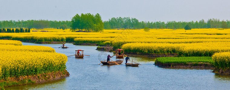 千岛油菜花油菜花背景