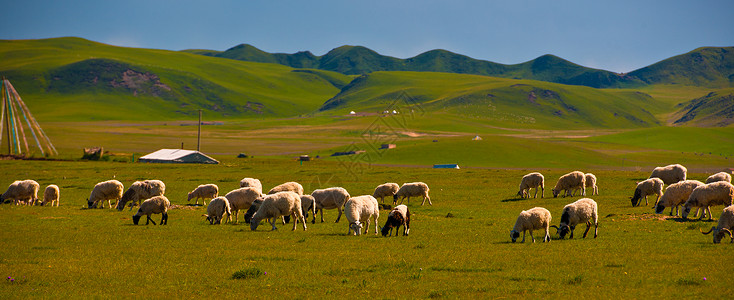 牛羊大巴扎大草原上的丰收场景背景