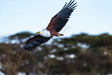 非洲海雕飞行禽类高清图片