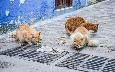 猫吃食非洲摩洛哥艾西拉猫咪背景