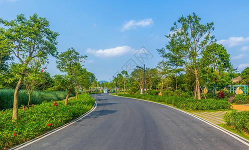 绿化树木公园道路背景