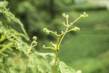 龙须草发芽背景图片