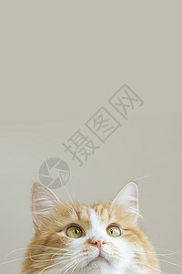 姜冠南壁纸橘猫背景