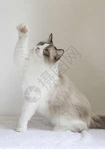 灰色猫壁纸布偶猫背景