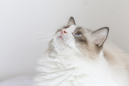 布偶猫暹罗豆蔻高清图片
