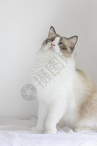 布偶猫动物暹罗高清图片