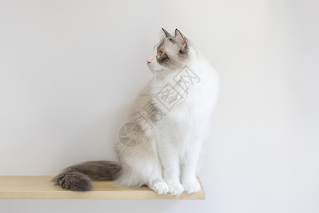 凯蒂猫壁纸布偶猫背景
