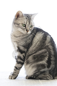 美国短尾猫美国猫素材高清图片