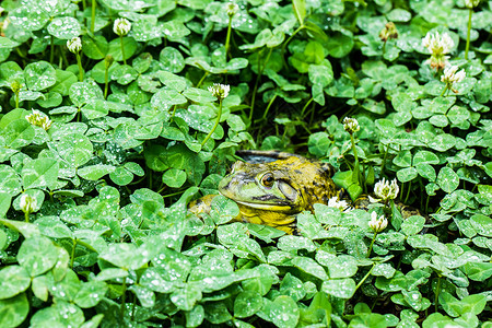 牛蛙旅行青蛙三叶草高清图片