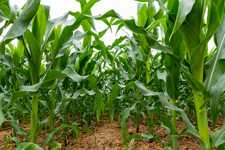 玉米幼苗绿色耕地高清图片