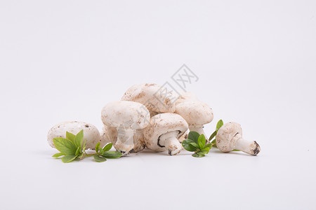 蘑菇背景白鲍菇高清图片