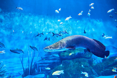蓝色生物背景海底鱼群背景