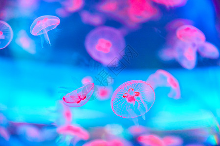 水母荧光水母高清图片