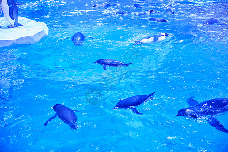 观赏池海洋馆企鹅背景