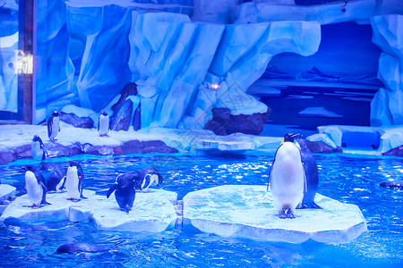 海洋馆企鹅背景图片