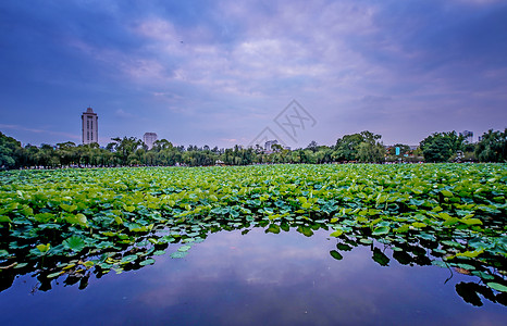 云彩上面云南昆明翠湖公园荷花夕阳背景