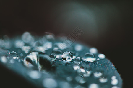 雨后树叶上的水滴背景图片