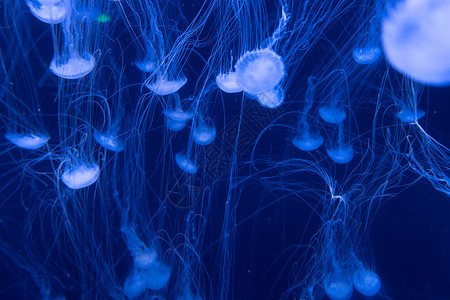 海底水母水底动物高清图片