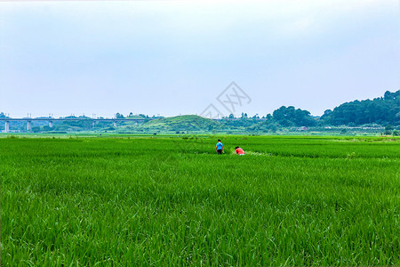 一望无际的田野稻田背景