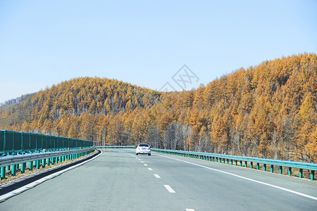 内蒙古大兴安岭白桦林道路背景图片