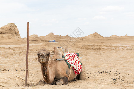西北雅丹地区的骆驼高清图片
