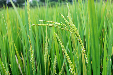 稻花种植授粉的高清图片