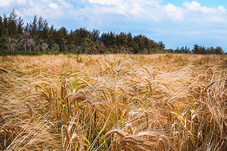 麦田秸秆卷农业收割小麦卷高清图片