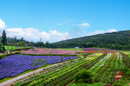 七彩花田花海背景