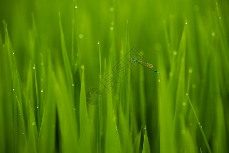 农田水稻上的蜻蜓特写背景图片
