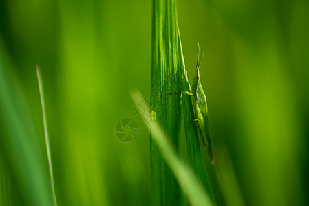 烤蚂蚱农田水稻里的害虫背景