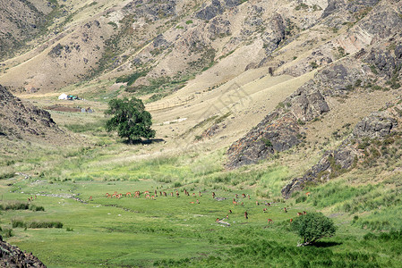新疆野生动物园梅花鹿栖息地背景图片