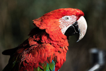 金刚洲野生动物园鹦鹉背景