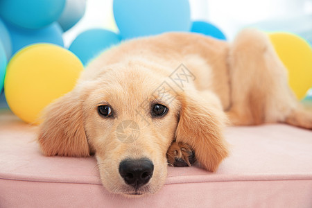 可爱气球边框一只萌宠狗狗趴在飘窗台上面背景