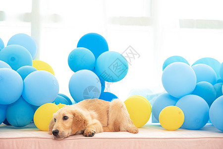 小狗气球一只萌宠狗狗趴在飘窗台上面背景