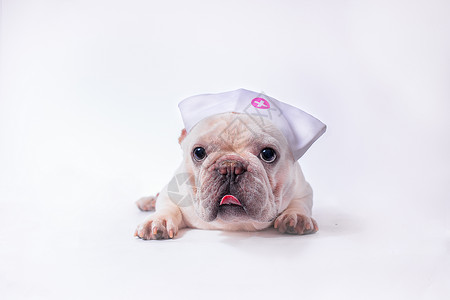 创意动物可爱法斗带护士帽背景