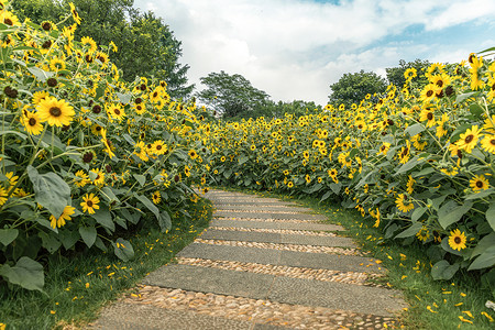 葵花太阳花向日葵背景