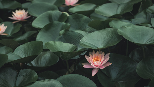 莲花和小精灵睡莲背景