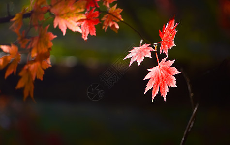 红色秋天秋天的枫叶背景