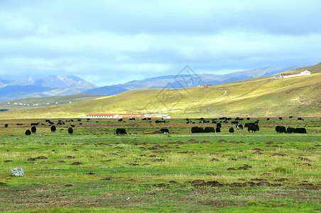 草原牛群背景图片