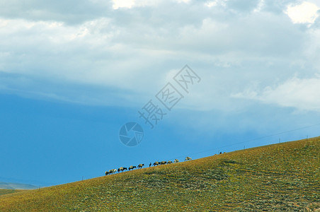 凯尔特人队草原上的骡马队背景