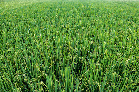 抽芽水稻背景