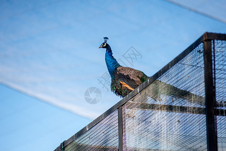 新疆野生动物园蓝孔雀高清图片