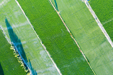 航拍新疆大规模种植农业农田背景图片