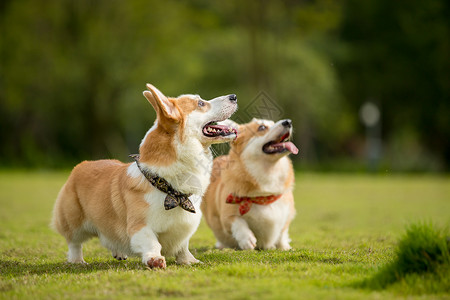 威尔士犬短腿柯基背景