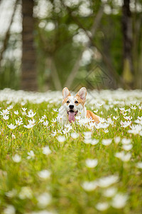 在花丛中玩耍的宠物柯基背景图片