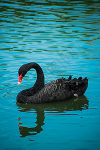 禁止野外游泳湖面的黑天鹅背景