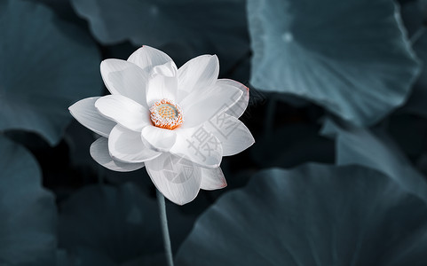 漂浮白色花朵中国风夏天荷花背景